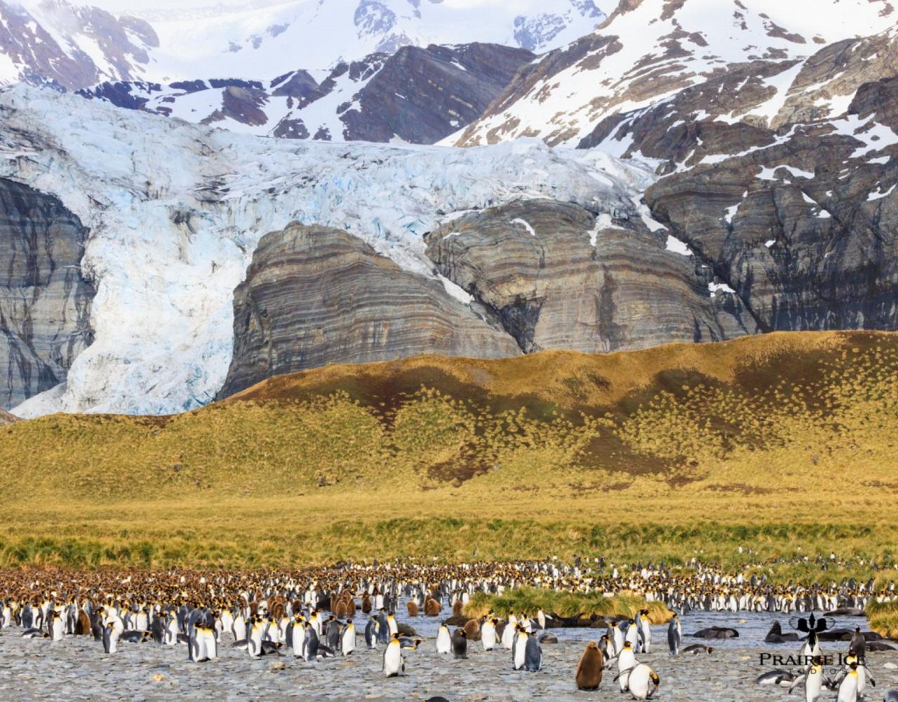 Birding Antarctica, Bird watching Antarctica, Falkland Islands, South Georgia, Naturalist Journeys, Wildlife Tour, Wildlife Photography, Ecotourism, Specialty Birds, Endemic Birds, Birding Hotspot 