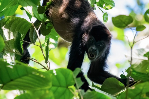 Howler Monkey, Panama, Tranquilo Bay Birding, Panama Birding Tour, Panama Nature Tour, Naturalist Journeys