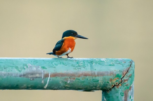 American Pygmy Kingfisher, Panama, Tranquilo Bay Birding, Panama Birding Tour, Panama Nature Tour, Naturalist Journeys