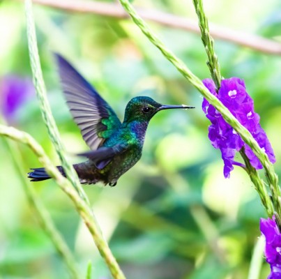 Blue-chested Hummingbird, Panama, Tranquilo Bay Birding, Panama Birding Tour, Panama Nature Tour, Naturalist Journeys