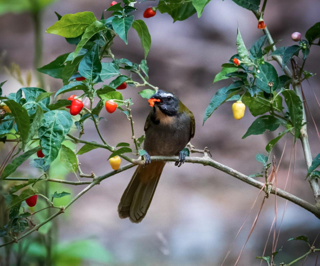 Buff-throated Saltator, Panama, Tranquilo Bay Birding, Panama Birding Tour, Panama Nature Tour, Naturalist Journeys