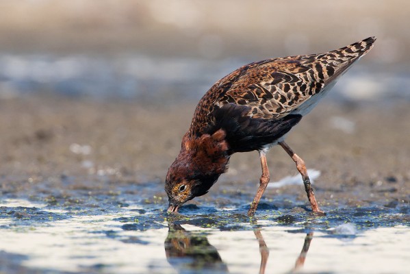 Ruff, Finland Birding Tour, Finland Nature Tours, Naturalist Journeys, Europe Birding, Norway, Norway Birding Tour