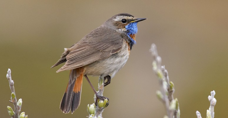 Bluethroat, Finland Birding Tour, Finland Nature Tours, Naturalist Journeys, Europe Birding, Norway, Norway Birding Tour