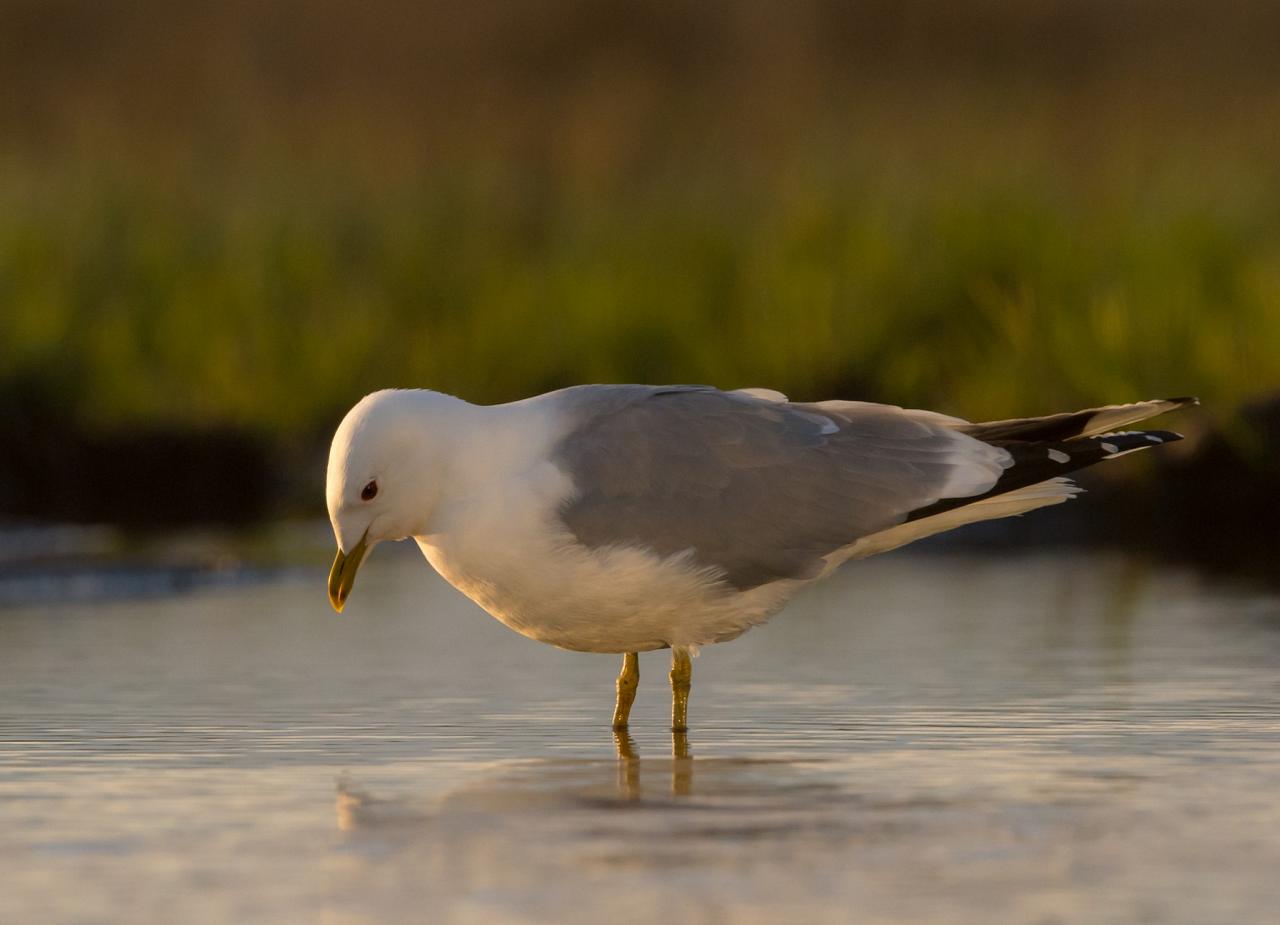 Common Gull, Finland Birding Tour, Finland Nature Tours, Naturalist Journeys, Europe Birding, Norway, Norway Birding Tour