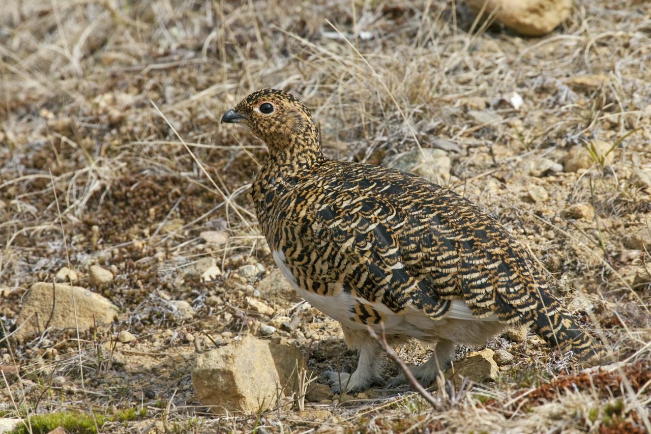 Willow Grouse, Finland Birding Tour, Finland Nature Tours, Naturalist Journeys, Europe Birding, Norway, Norway Birding Tour