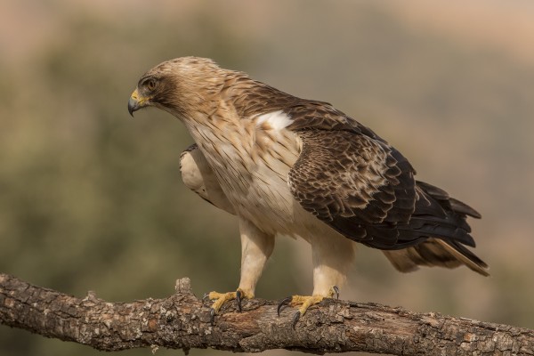 Booted Eagle, Spain Birding Tour, Spain Nature Tour, Spain, Naturalist Journeys