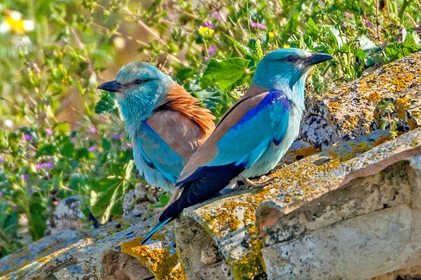 European Rollers, Spain Birding Tour, Spain Nature Tour, Spain, Naturalist Journeys