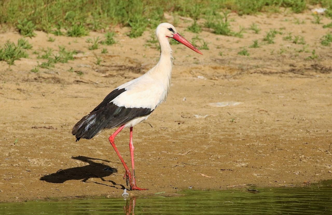 White Stork, Spain Birding Tour, Spain Nature Tour, Spain, Naturalist Journeys