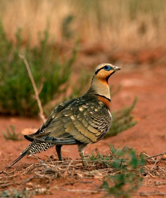 Morocco, Morocco Wildlife, Wildlife Tour, North-African Wildlife, Birdwatching, Photography Tour, Birds of the World, Marrakech, High Atlas Mountains, Desert Landscapes