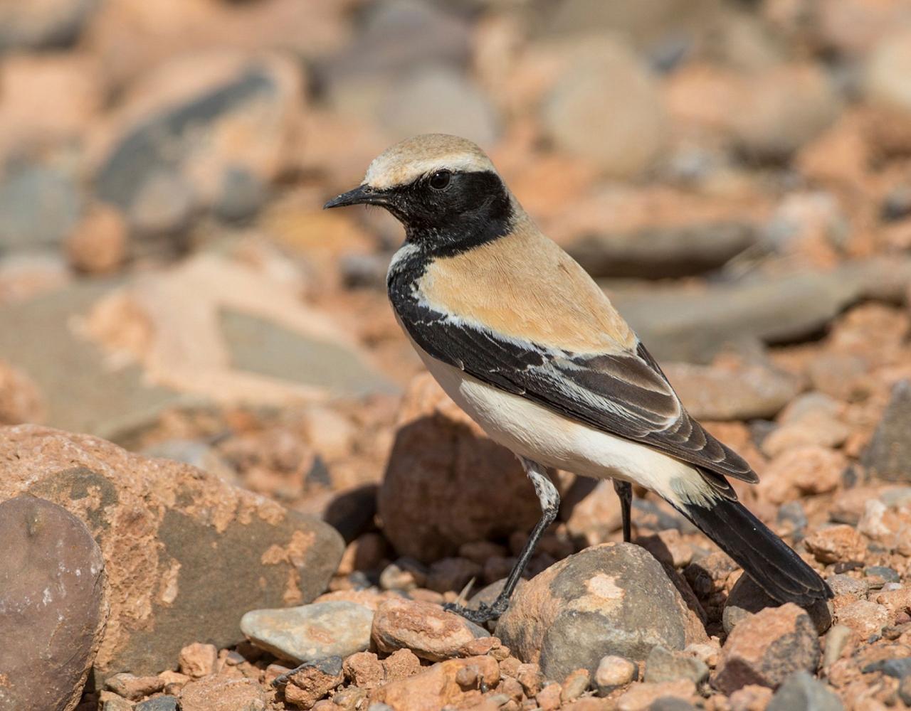 Morocco, Morocco Wildlife, Wildlife Tour, North-African Wildlife, Birdwatching, Photography Tour, Birds of the World, Marrakech, High Atlas Mountains, Desert Landscapes