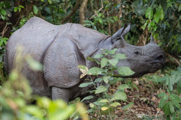 One-horned Rhino, India Nature Tour, India Wildlife Tour, India Wildlife Safari, Naturalist Journeys