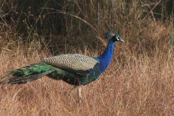 Peacock, India Nature Tour, India Wildlife Tour, India Wildlife Safari, Naturalist Journeys