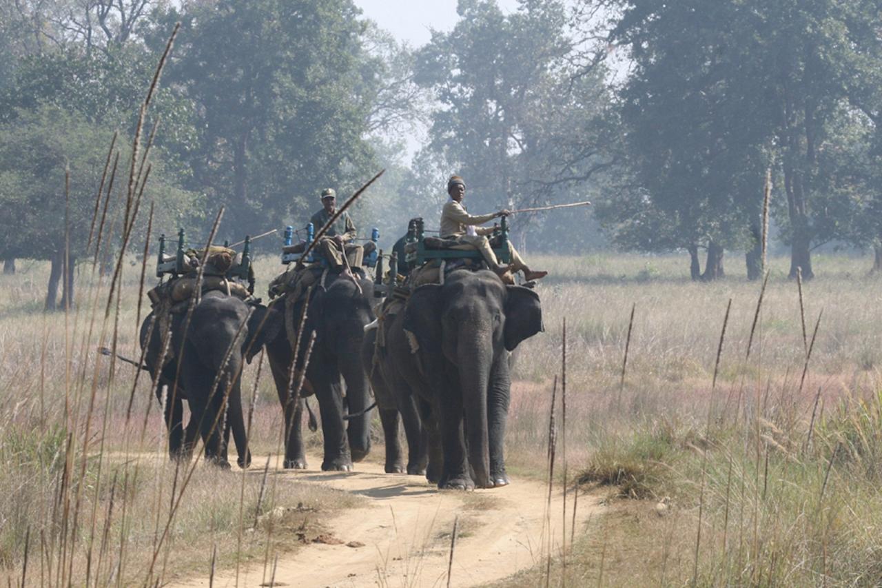 Elephant Walks, India Nature Tour, India Wildlife Tour, India Wildlife Safari, Naturalist Journeys