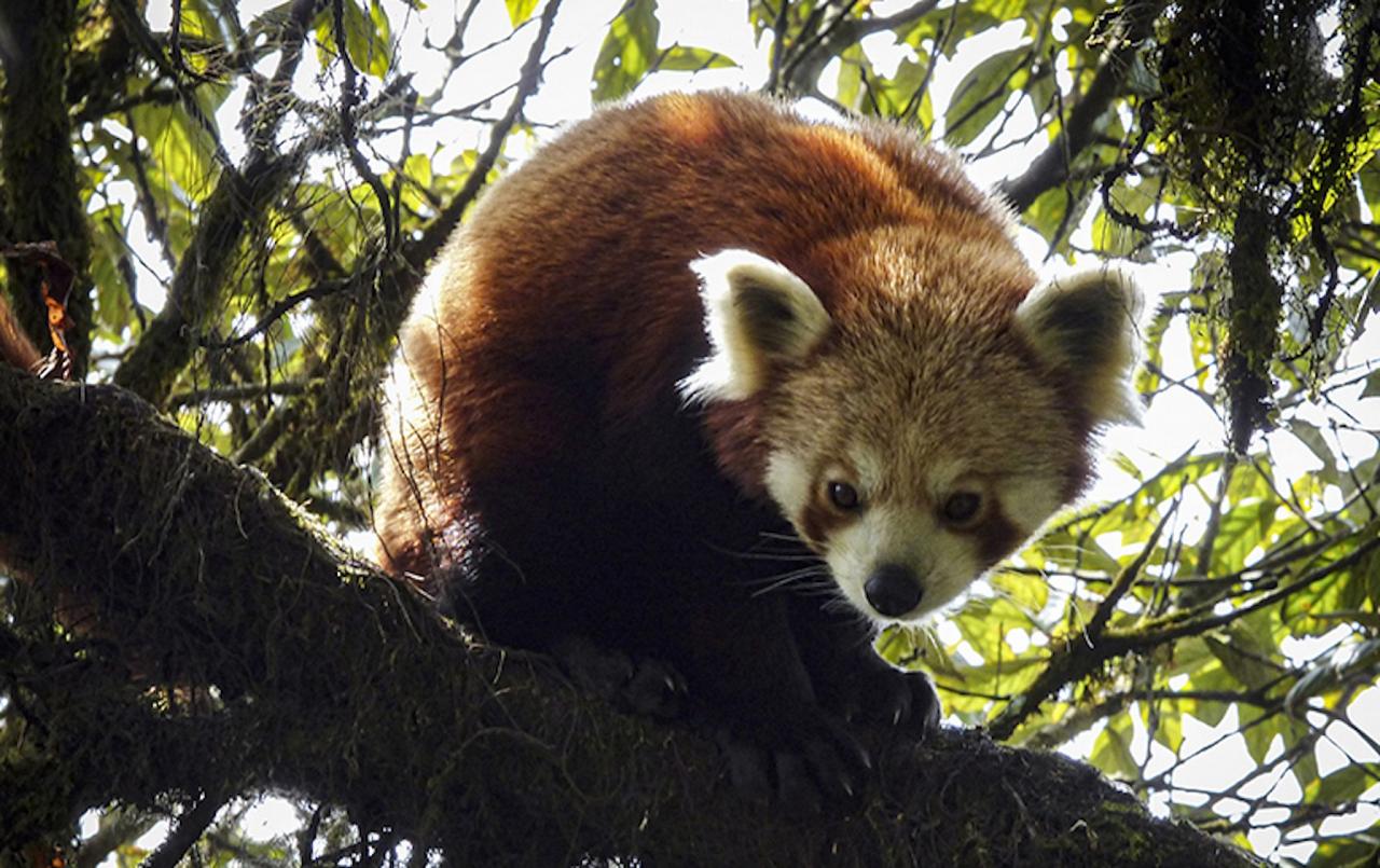 Red Panda, India Nature Tour, India Wildlife Tour, India Wildlife Safari, Naturalist Journeys