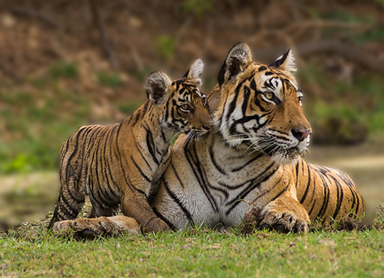 Tiger, India Nature Tour, India Wildlife Tour, India Wildlife Safari, Naturalist Journeys