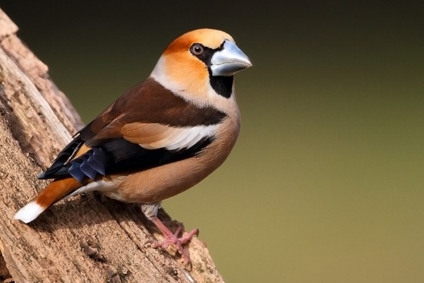 Hawfinch, Austria, Hungary, Austria Birding, Hungary Birding, European Birding, Naturalist Journeys 