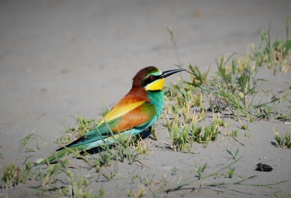 European Bee-eater, Austria, Hungary, Austria Birding, Hungary Birding, European Birding, Naturalist Journeys 