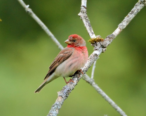 Common Rosefinch, Austria, Hungary, Austria Birding, Hungary Birding, European Birding, Naturalist Journeys