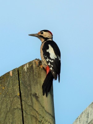 Syrian Woodpecker, Austria, Hungary, Austria Birding, Hungary Birding, European Birding, Naturalist Journeys