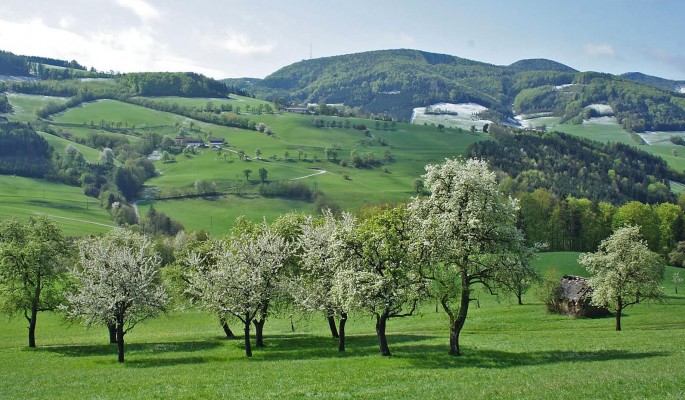 Orchard, Austria, Hungry, European Nature Tour, European Birding Tour, European Wildlife Tour, Austria Birding Tour, Hungary Birding Tour, Naturalist Journeys