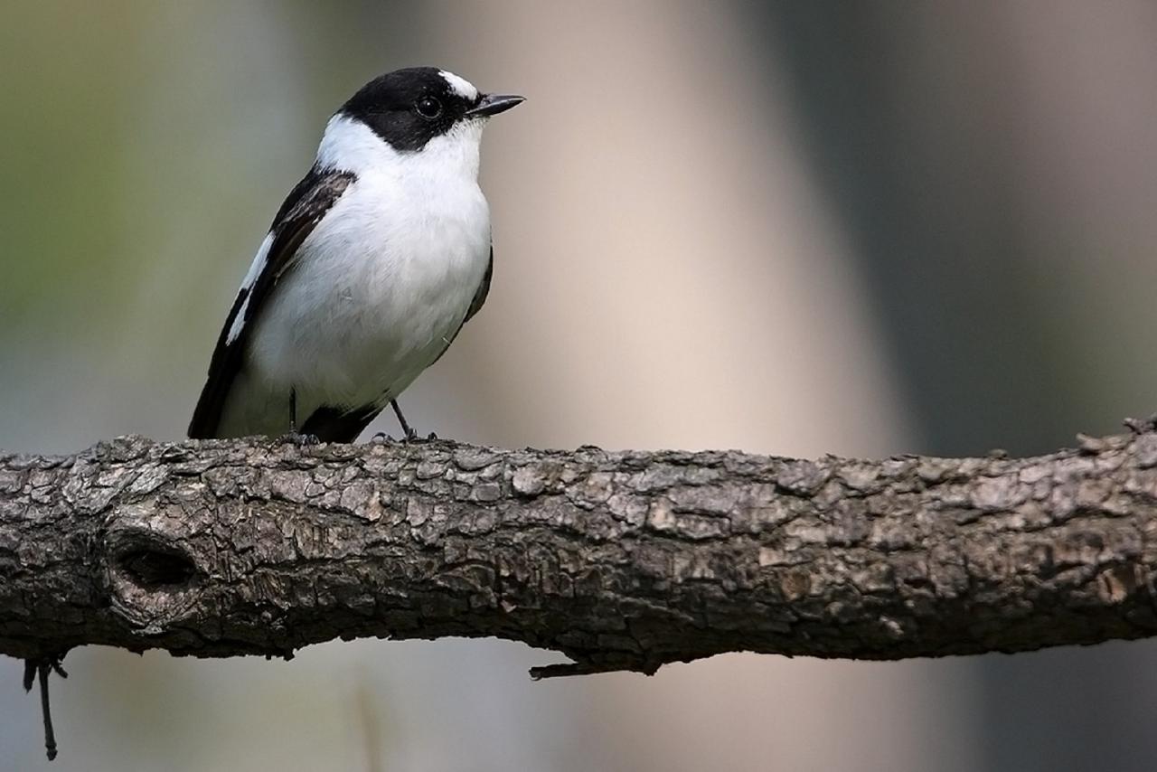 Collared Flycatcher, Austria, Hungry, European Nature Tour, European Birding Tour, European Wildlife Tour, Austria Birding Tour, Hungary Birding Tour, Naturalist Journeys