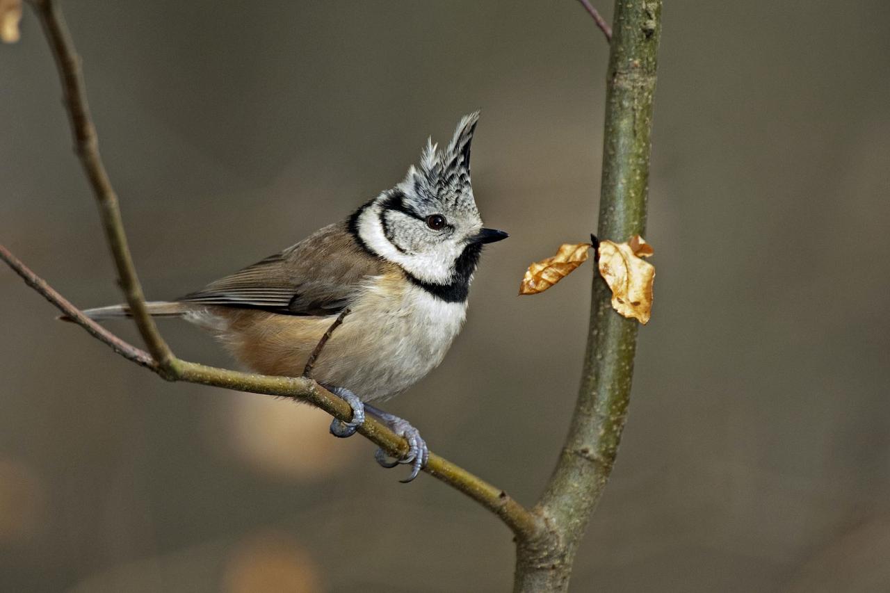 Crested Tit, Austria, Hungry, European Nature Tour, European Birding Tour, European Wildlife Tour, Austria Birding Tour, Hungary Birding Tour, Naturalist Journeys