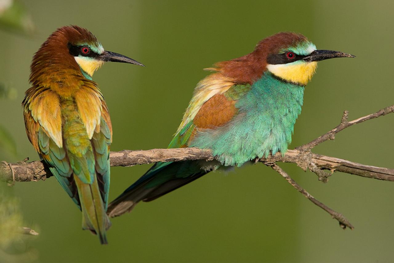 European Bee-eater, Austria, Hungry, European Nature Tour, European Birding Tour, European Wildlife Tour, Austria Birding Tour, Hungary Birding Tour, Naturalist Journeys