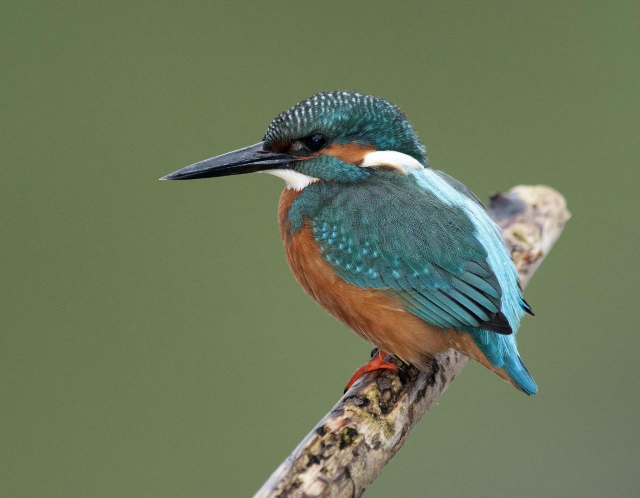 European Kingfisher, Austria, Hungry, European Nature Tour, European Birding Tour, European Wildlife Tour, Austria Birding Tour, Hungary Birding Tour, Naturalist Journeys