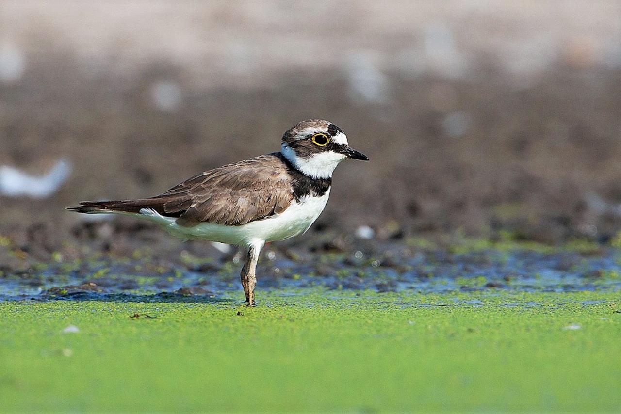 Little RInged Plover, Austria, Hungry, European Nature Tour, European Birding Tour, European Wildlife Tour, Austria Birding Tour, Hungary Birding Tour, Naturalist Journeys