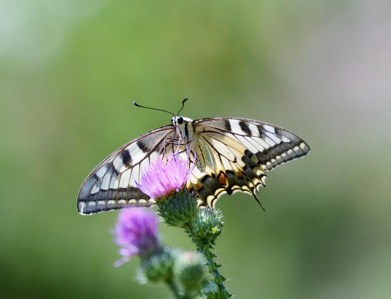 Swallowtail, Austria, Hungry, European Nature Tour, European Birding Tour, European Wildlife Tour, Austria Birding Tour, Hungary Birding Tour, Naturalist Journeys