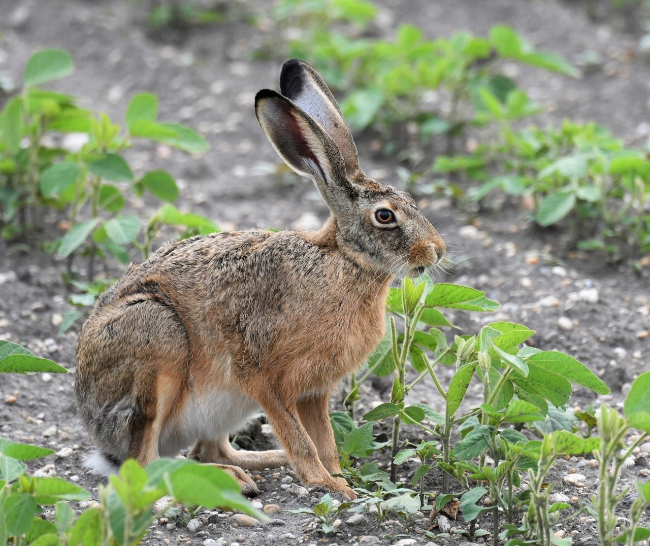 Brown Hare, Austria, Hungry, European Nature Tour, European Birding Tour, European Wildlife Tour, Austria Birding Tour, Hungary Birding Tour, Naturalist Journeys