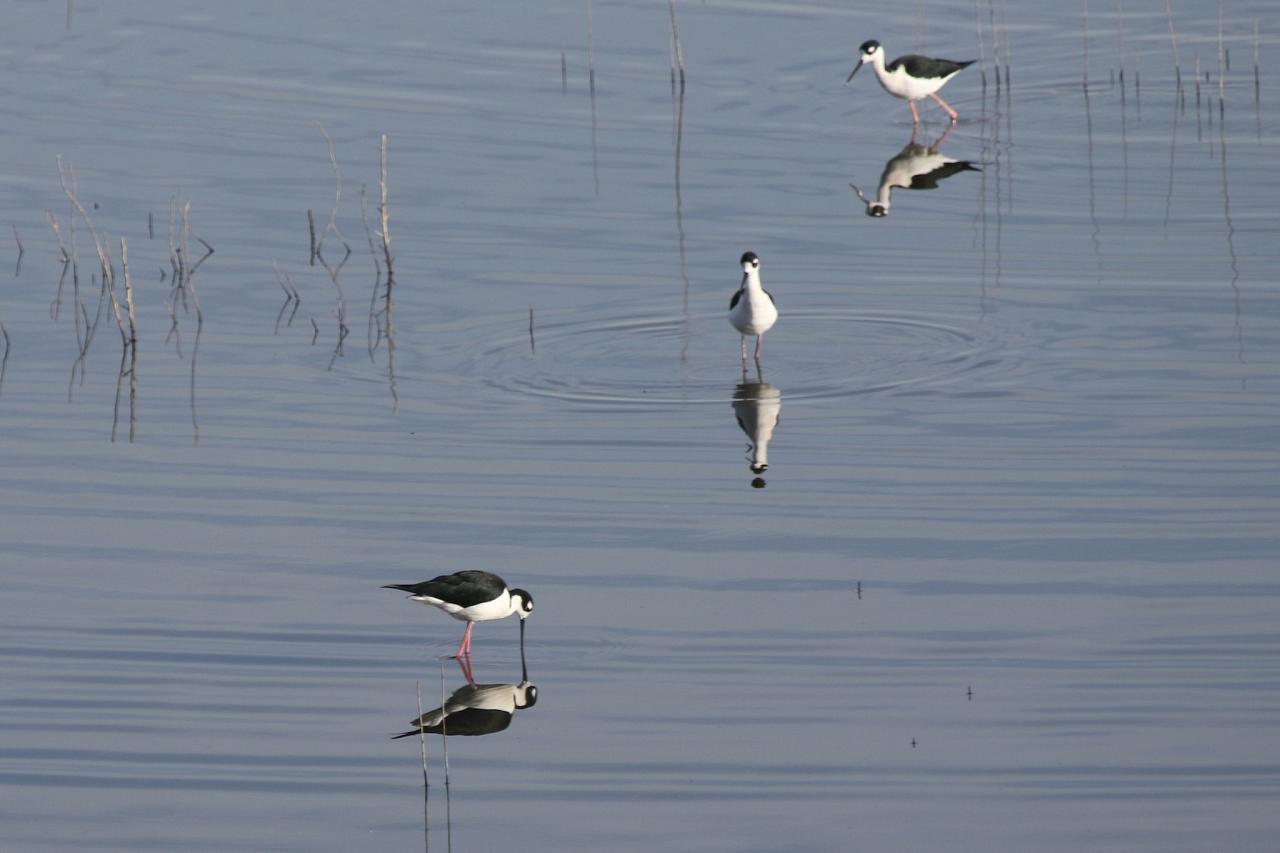 Black-necked Stilt, Mexico, Mexico Birding Tour, Mexico Nature Tour, Alamos, Naturalist Journeys