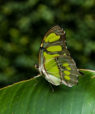 Malachite Butterfly, Birding Trinidad, Bird watching Trinidad, South American birds, Naturalist Journeys, Wildlife Tour, Wildlife Photography, Ecotourism, Specialty Birds, Endemic Birds, Birding Hotspot, Asa Wright Nature Center