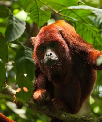 Red Howler Monkey, Birding Trinidad, Bird watching Trinidad, South American birds, Naturalist Journeys, Wildlife Tour, Wildlife Photography, Ecotourism, Specialty Birds, Endemic Birds, Birding Hotspot, Asa Wright Nature Center