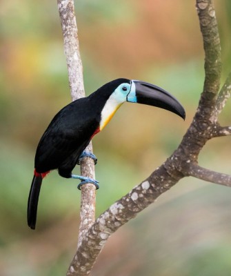 Channel-billed Toucan, Birding Trinidad, Bird watching Trinidad, South American birds, Naturalist Journeys, Wildlife Tour, Wildlife Photography, Ecotourism, Specialty Birds, Endemic Birds, Birding Hotspot, Asa Wright Nature Center