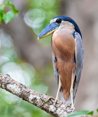 Boat-billed Heron, Birding Trinidad, Bird watching Trinidad, South American birds, Naturalist Journeys, Wildlife Tour, Wildlife Photography, Ecotourism, Specialty Birds, Endemic Birds, Birding Hotspot, Asa Wright Nature Center