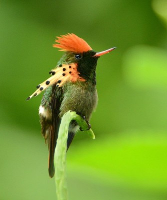 Tufted Coquette, Birding Trinidad, Bird watching Trinidad, South American birds, Naturalist Journeys, Wildlife Tour, Wildlife Photography, Ecotourism, Specialty Birds, Endemic Birds, Birding Hotspot, Asa Wright Nature Center