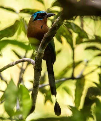 Trinidad Motmot, Birding Trinidad, Bird watching Trinidad, South American birds, Naturalist Journeys, Wildlife Tour, Wildlife Photography, Ecotourism, Specialty Birds, Endemic Birds, Birding Hotspot, Asa Wright Nature Center