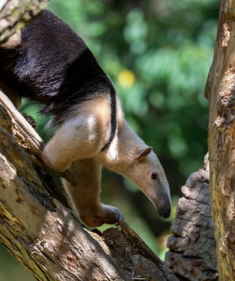 Southern Anteater, Birding Trinidad, Bird watching Trinidad, South American birds, Naturalist Journeys, Wildlife Tour, Wildlife Photography, Ecotourism, Specialty Birds, Endemic Birds, Birding Hotspot, Asa Wright Nature Center