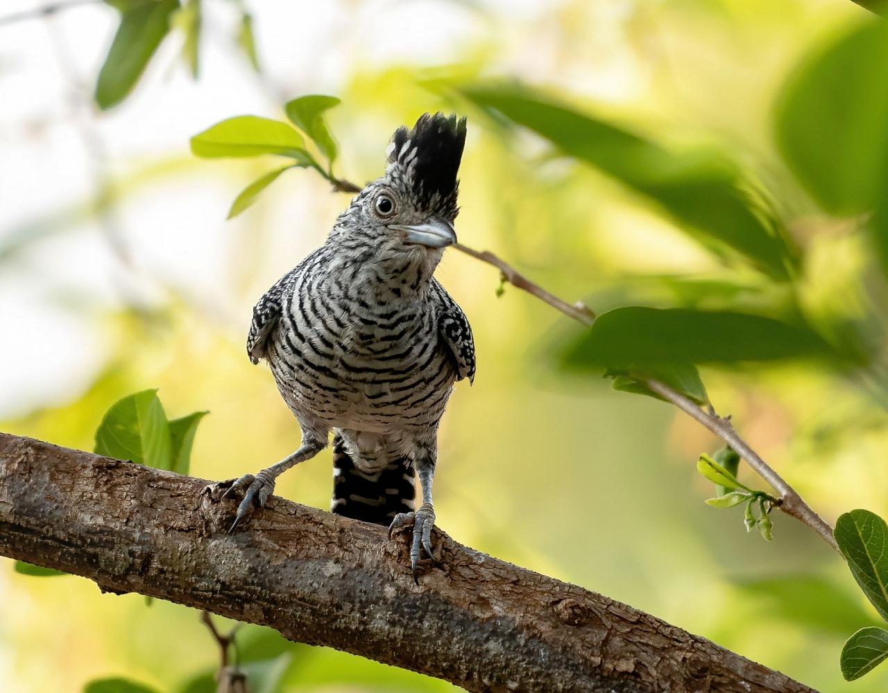 Birding Trinidad, Bird watching Trinidad, South American birds, Naturalist Journeys, Wildlife Tour, Wildlife Photography, Ecotourism, Specialty Birds, Endemic Birds, Birding Hotspot, Asa Wright Nature Center