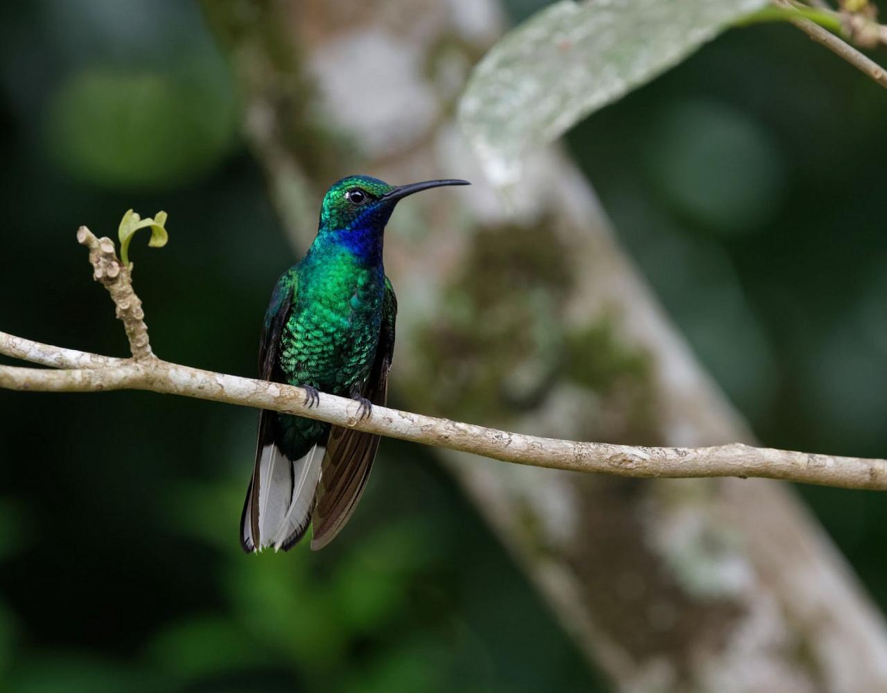 Birding Trinidad, Bird watching Trinidad, South American birds, Naturalist Journeys, Wildlife Tour, Wildlife Photography, Ecotourism, Specialty Birds, Endemic Birds, Birding Hotspot, Asa Wright Nature Center