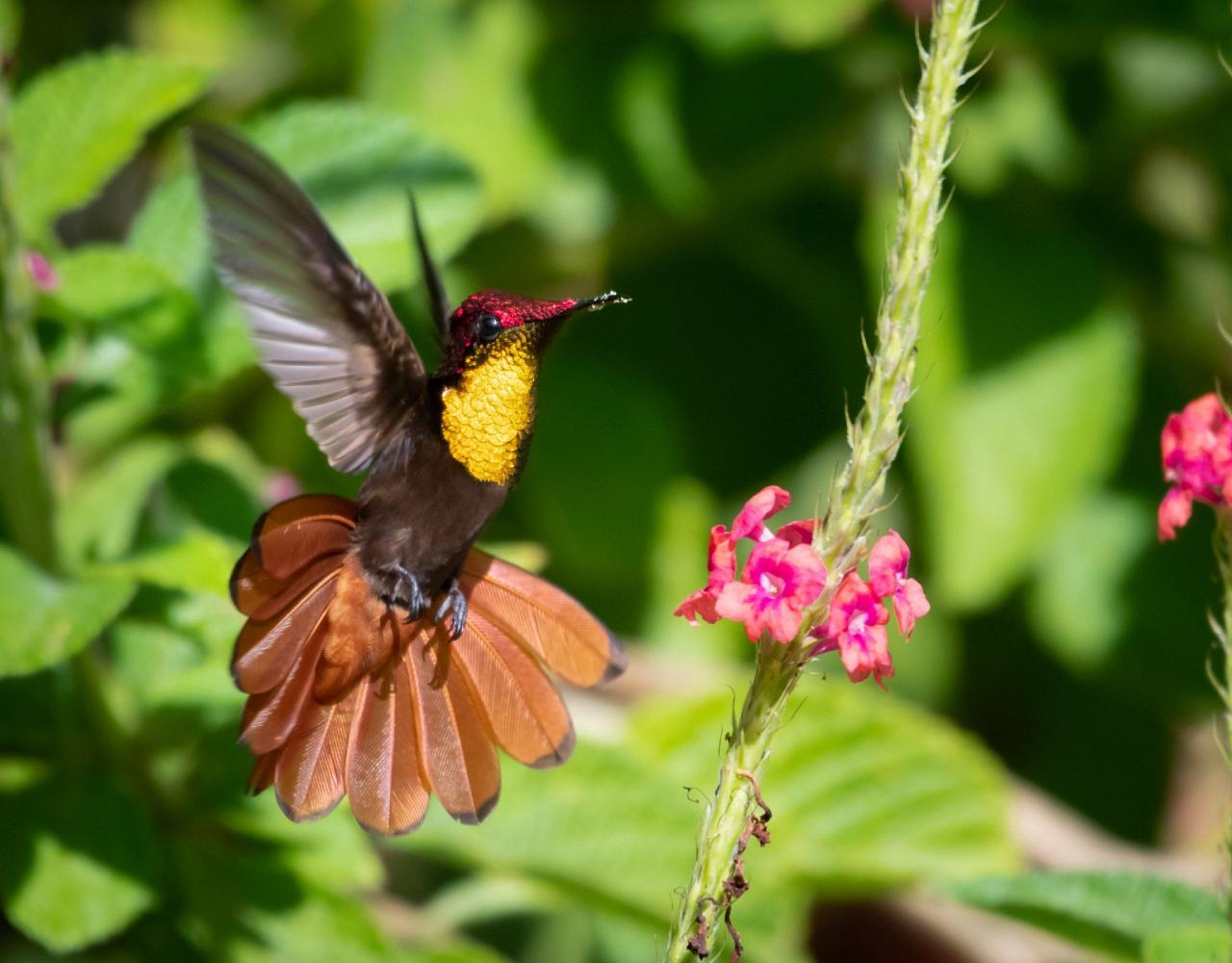 Birding Trinidad, Bird watching Trinidad, South American birds, Naturalist Journeys, Wildlife Tour, Wildlife Photography, Ecotourism, Specialty Birds, Endemic Birds, Birding Hotspot, Asa Wright Nature Center