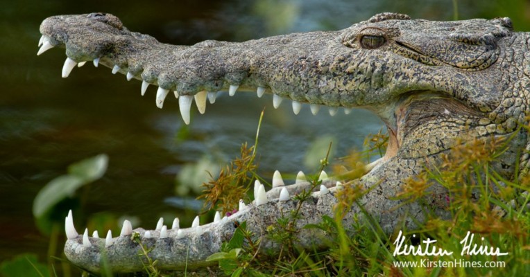 Birding Florida, Bird Watching Florida, United States, North American Birds, Naturalist Journeys, Wildlife Tour, Wildlife Photography, Ecotourism, Specialty Birds, Endemic Birds, Birding Hotspot, American Alligator, Florida Everglades National Park