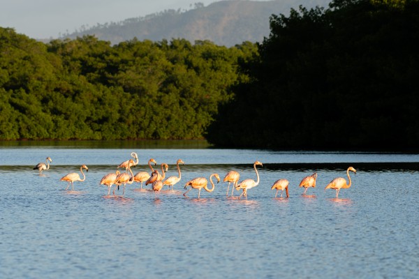 American Flamingo, Trinidad, Trinidad & Tobago, Trinidad Birding Tour, Trinidad Birding & Nature, Naturalist Journeys, Caligo Ventures, Tobago Birding, Tobago Birding & nature