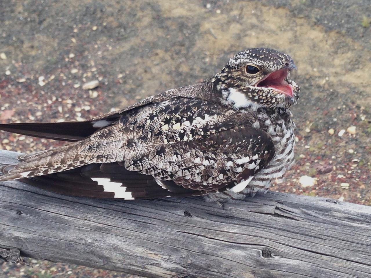 Common Nighthawk, Oregon, Oregon Wildlife Tour, Oregon Birding, Naturalist Journeys, Oregon birding tour, Oregon Birds & Brews