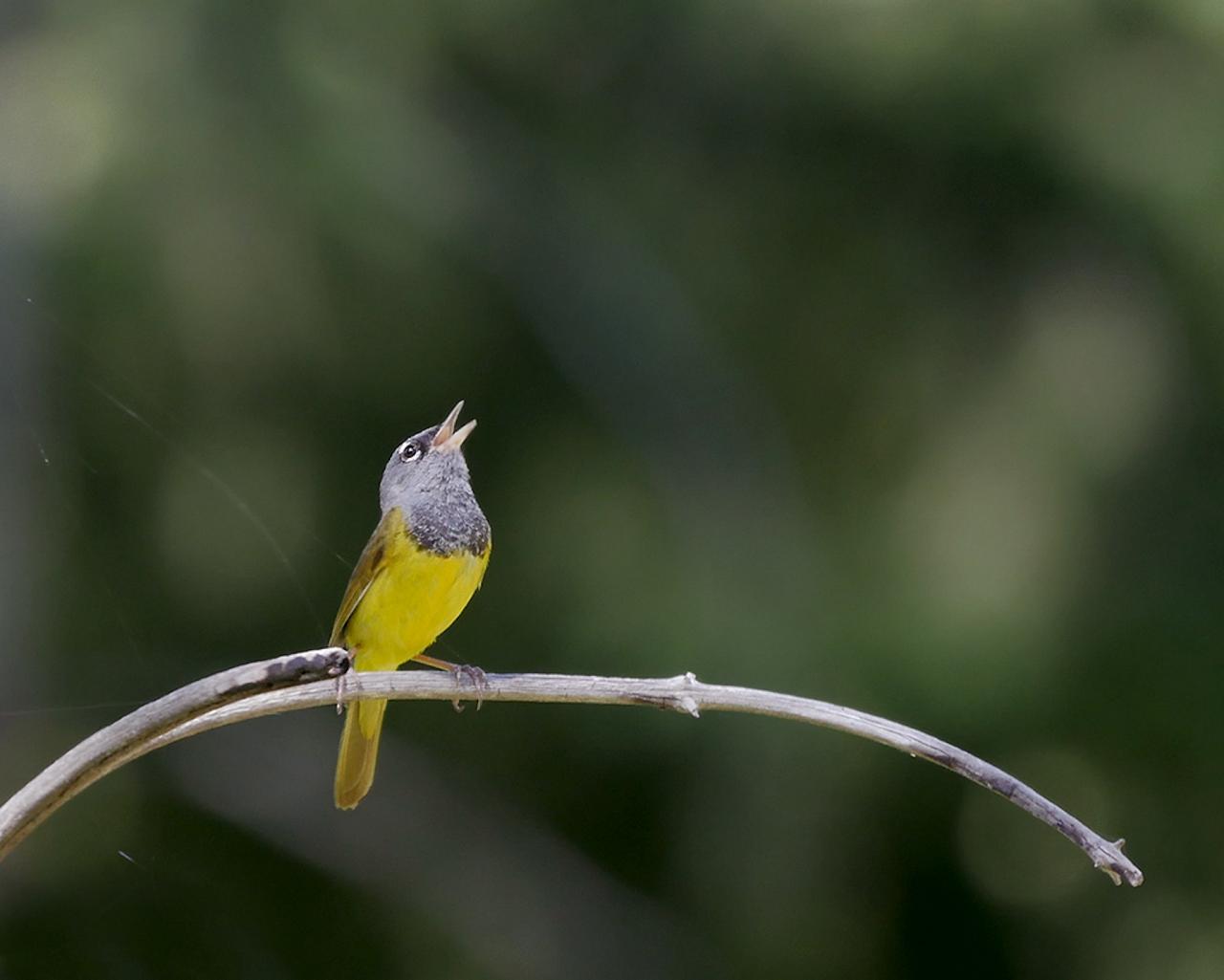 Magnolia Warbler, Steve Shunk, Oregon's Woodpecker Wonderland, Birding and Nature Tour, Wildflowers of Oregon, Woodpecker Guided Tour