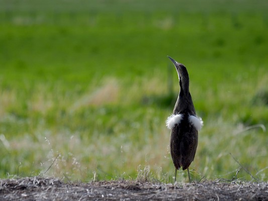 American Bittern displaying, Steve Shunk, Oregon's Woodpecker Wonderland, Birding and Nature Tour, Wildflowers of Oregon, Woodpecker Guided Tour