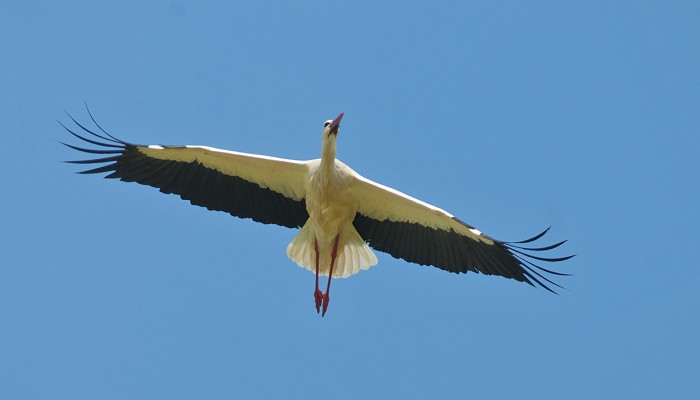 White Stork, Portugal, Portugal Birding Tour, Portugal Nature Tour, Portugal Birdwatching Tour, Portugal Migration Tour, Portugal Fall Migration Tour, European Migration Tour, Naturalist Journeys