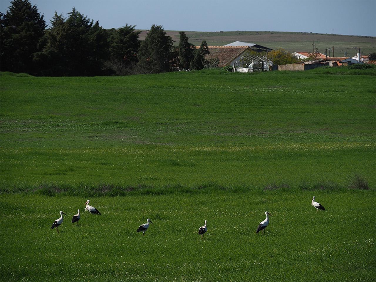 White Storks, Portugal, Portugal Birding Tour, Portugal Nature Tour, Portugal Birdwatching Tour, Portugal Migration Tour, Portugal Fall Migration Tour, European Migration Tour, Naturalist Journeys