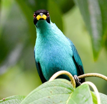 Green Honeycreeper, Trinidad, Trinidad & Tobago, Trinidad Birding Tour, Trinidad Birding & Nature, Naturalist Journeys, Caligo Ventures, Tobago Birding, Tobago Birding & nature